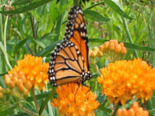 Butterfly Weed